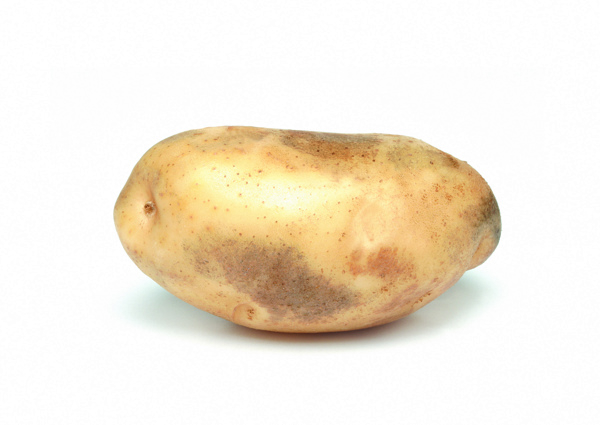 高画质新鲜单颗马铃薯图片