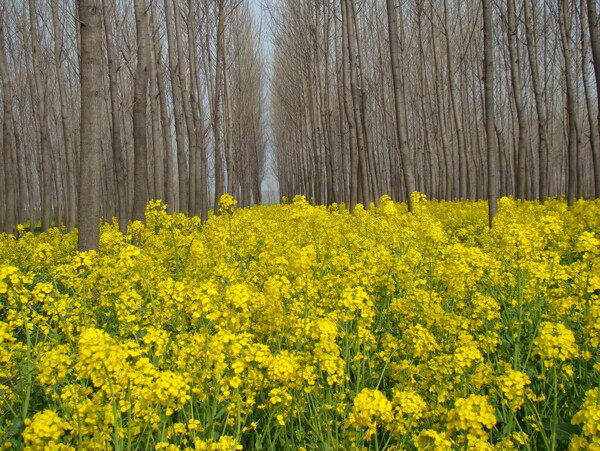 田园油菜花