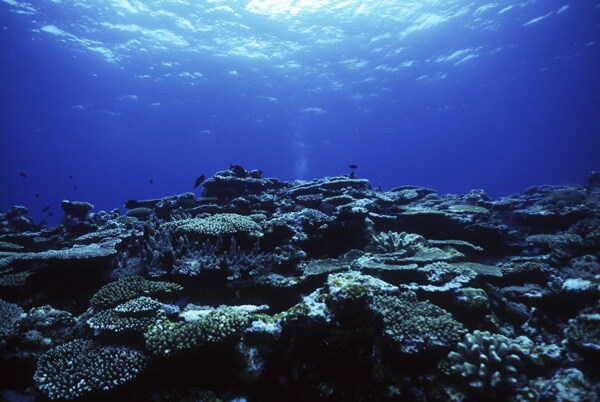 水中世界海洋世界海底海中大海