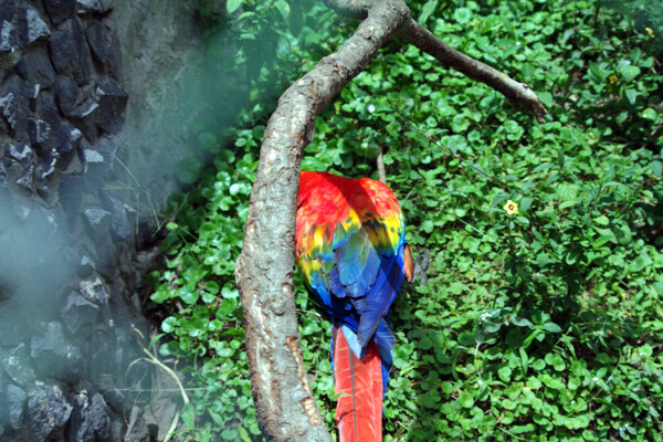 厄瓜多尔五彩鹦鹉图片