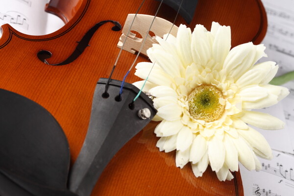 鲜花与小提琴特写图片