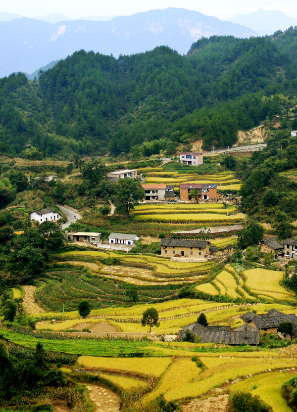 梯田油菜花图片