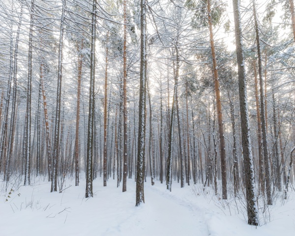 雪中的枝桠