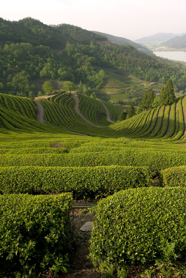 茶山风光茶园风景茶场