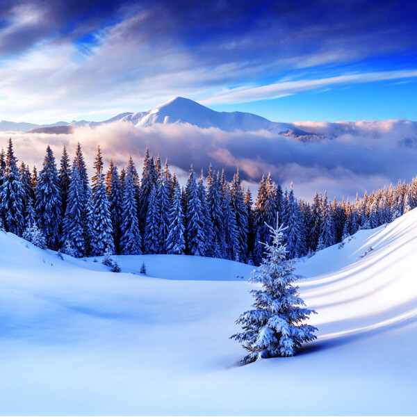 美丽的雪地树木风景图片