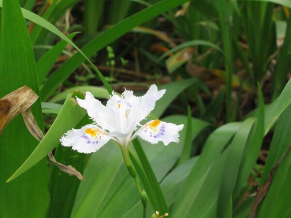 花蝴蝶花