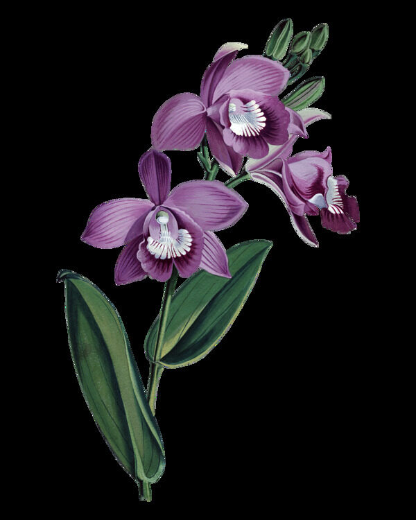 紫色高清华丽复古彩绘花朵