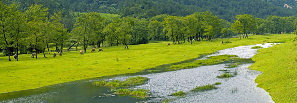 小河草地