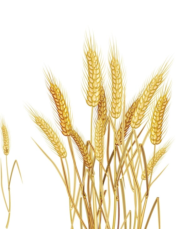 卡通小麦矢量小麦
