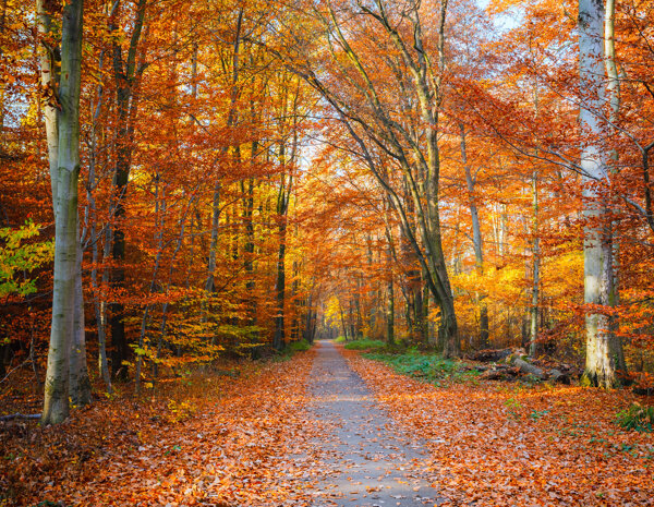 秋季美丽的树林和道路图片