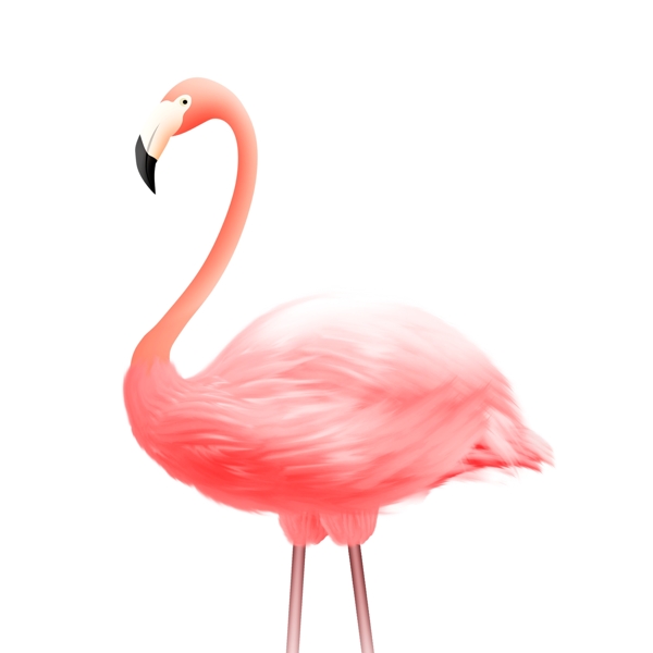 粉色清新火烈鸟动物设计
