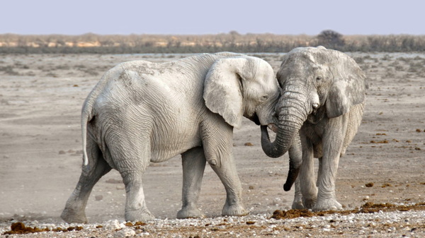 野生非洲白象图片
