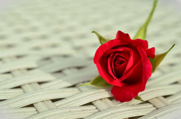 红玫瑰花玫瑰红玫瑰浪漫图片