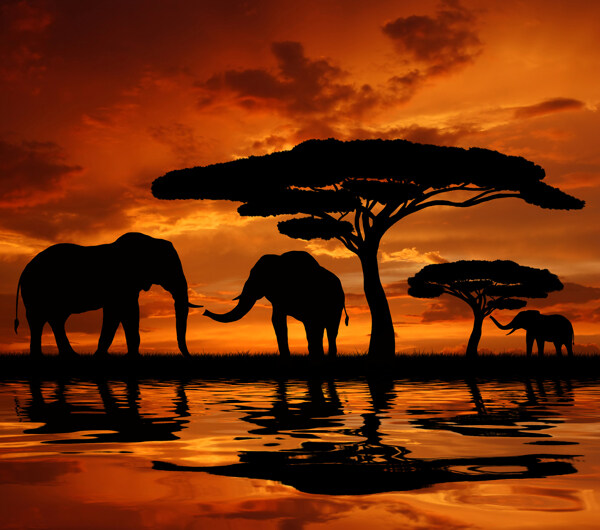 美丽非洲动物图片