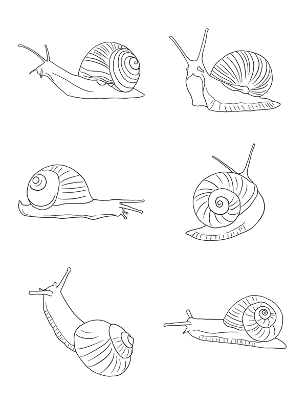 蜗牛线条插画图片