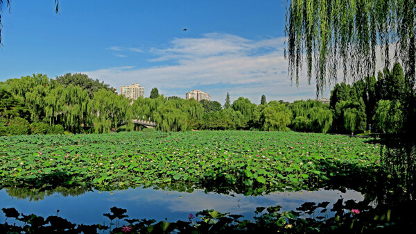 北京紫竹院公园风景