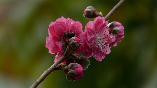鲜艳粉色桃花图片