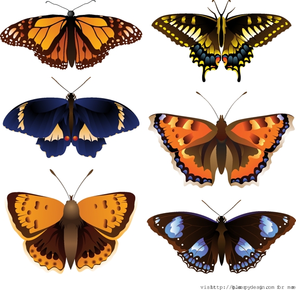 6复杂的蝴蝶矢量图形集