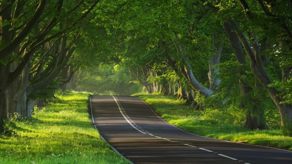 森林里的路