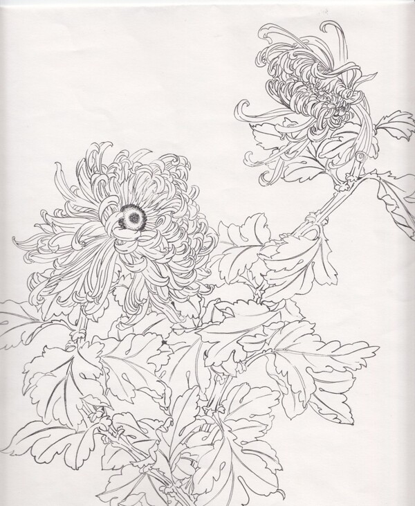 白描菊花图片