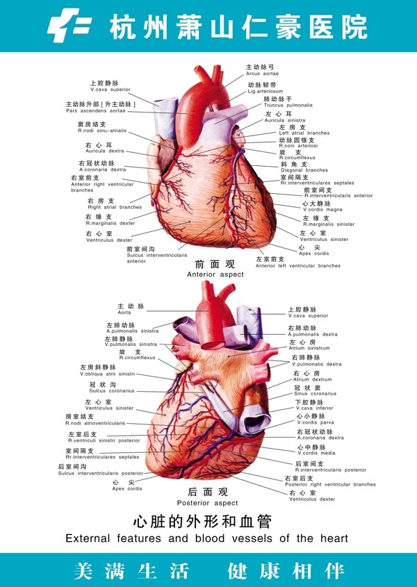 医疗人体科室挂图24心脏外形和血管