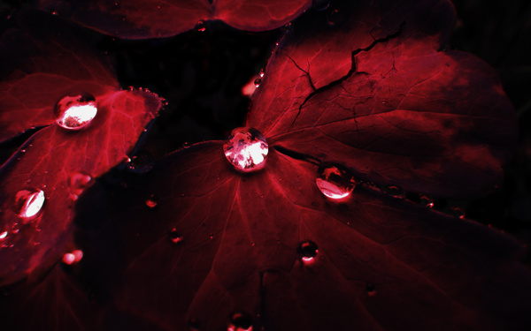 带水的红色树叶合成图片