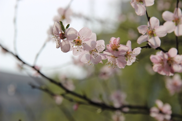 桃花图片