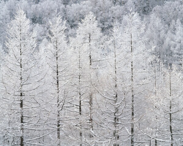 冬天雪景雪景大雪