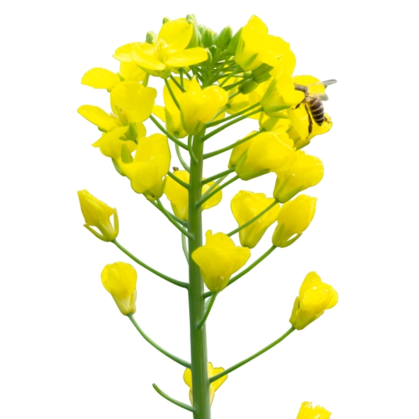 一束黄色花朵