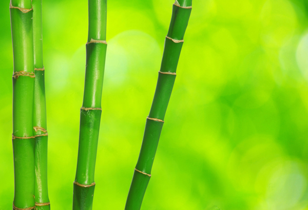 绿竹梦幻光斑背景图片
