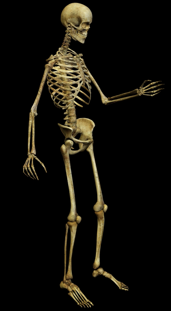人体骨骼结构图骷髅人图片
