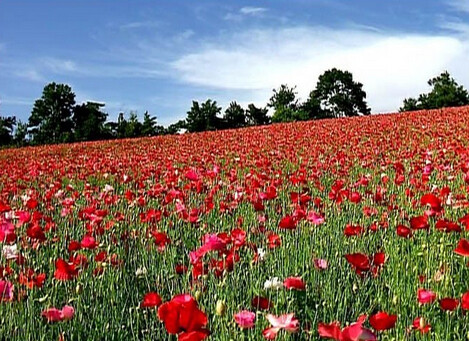 春天草地上的红花视频素材