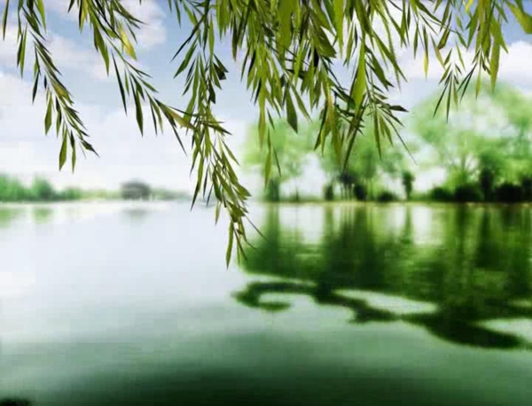 春风又绿柳树河岸