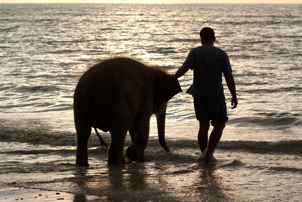 海滩的大象图片