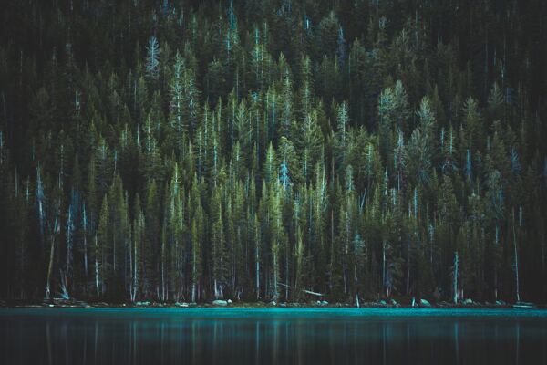 湖边绿色的森林