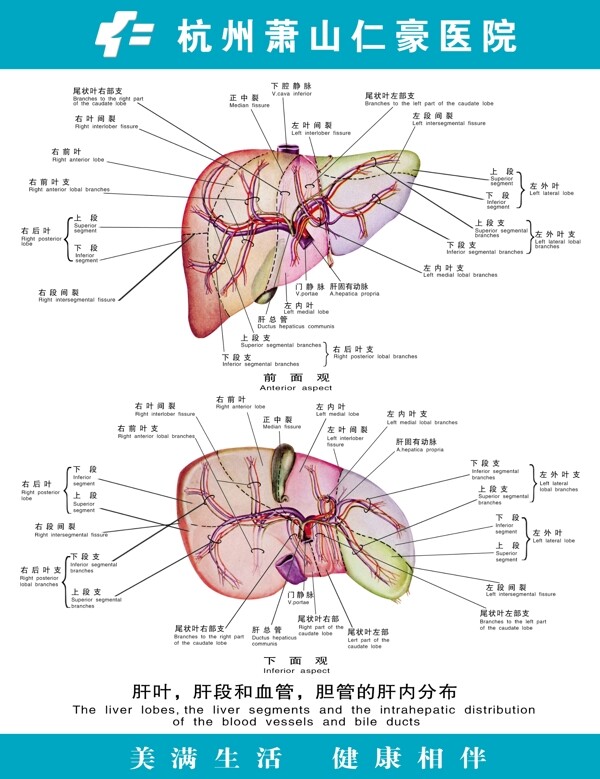 医疗人体科室挂图4肝叶胆段和血管胆管的肝内分布