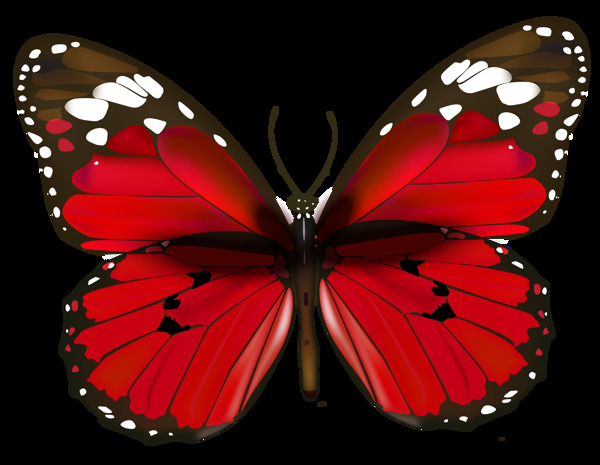 红色高清蝴蝶