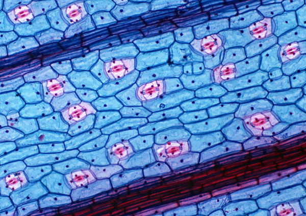 蓝色细网状细胞结晶