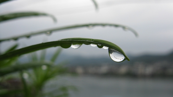 雨后露珠图片