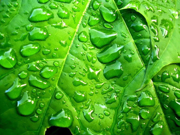 绿叶水珠水滴露水图片
