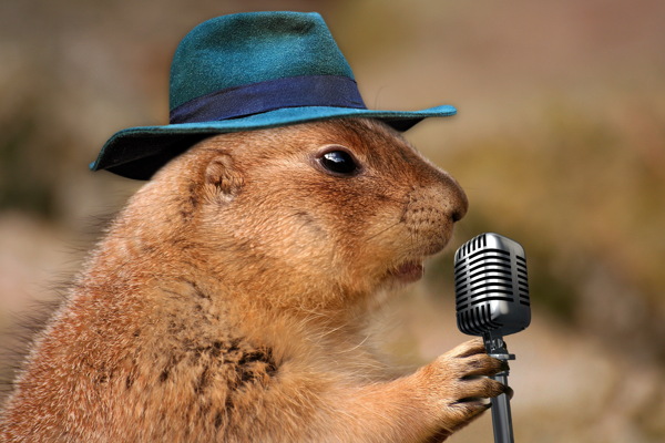 歌唱家土拨鼠