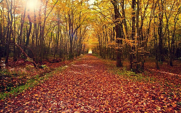 秋季树林风景图片