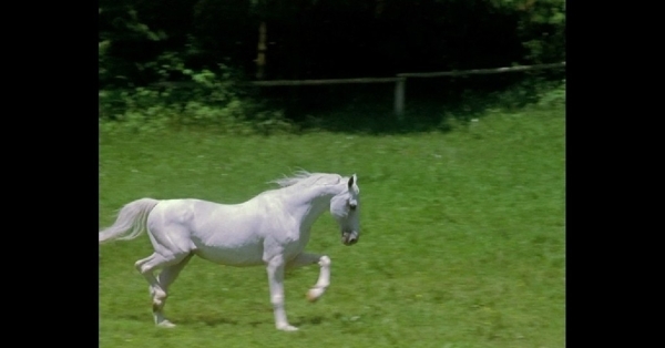 白马奔跑