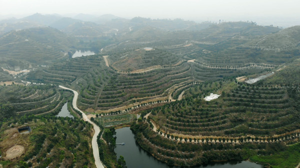 橘红种植航拍