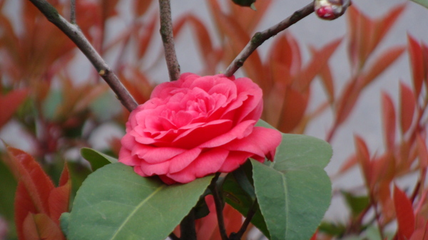 红茶花图片