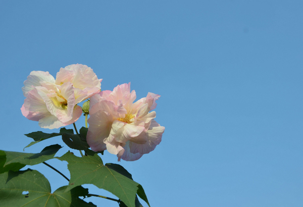 木芙蓉花卉