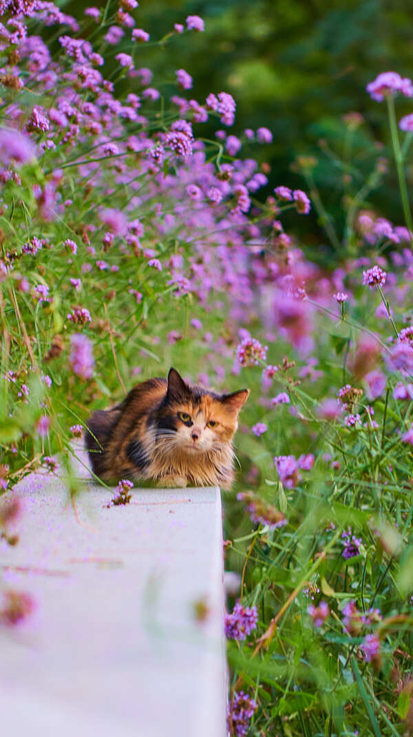 花丛中的猫