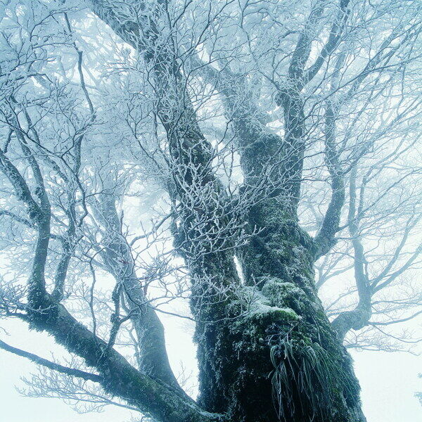 冬天雪景雪景大雪