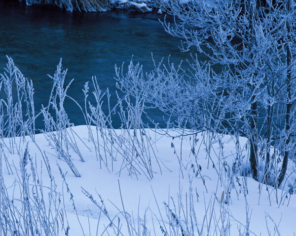 河边的白色雪松树