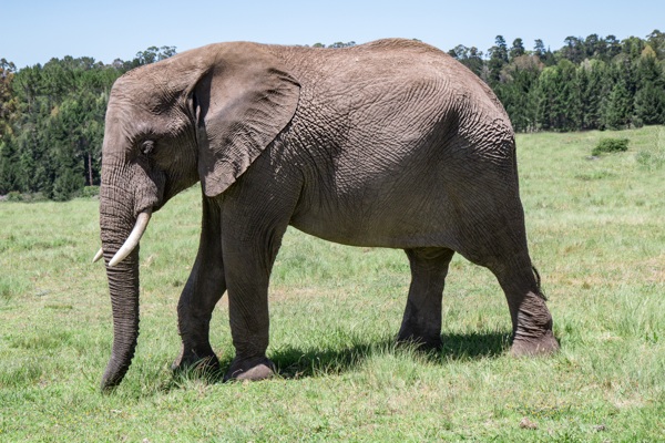 大象亚洲象野生动物